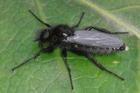 Larve di dittero?  S, pupe di Bibo sp. (Bibionidae).